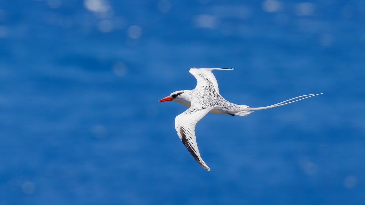 Red-billed Tropicbird - ML623269278