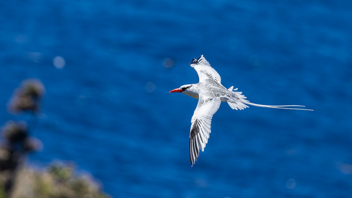 Red-billed Tropicbird - Niraj  Jobanputra