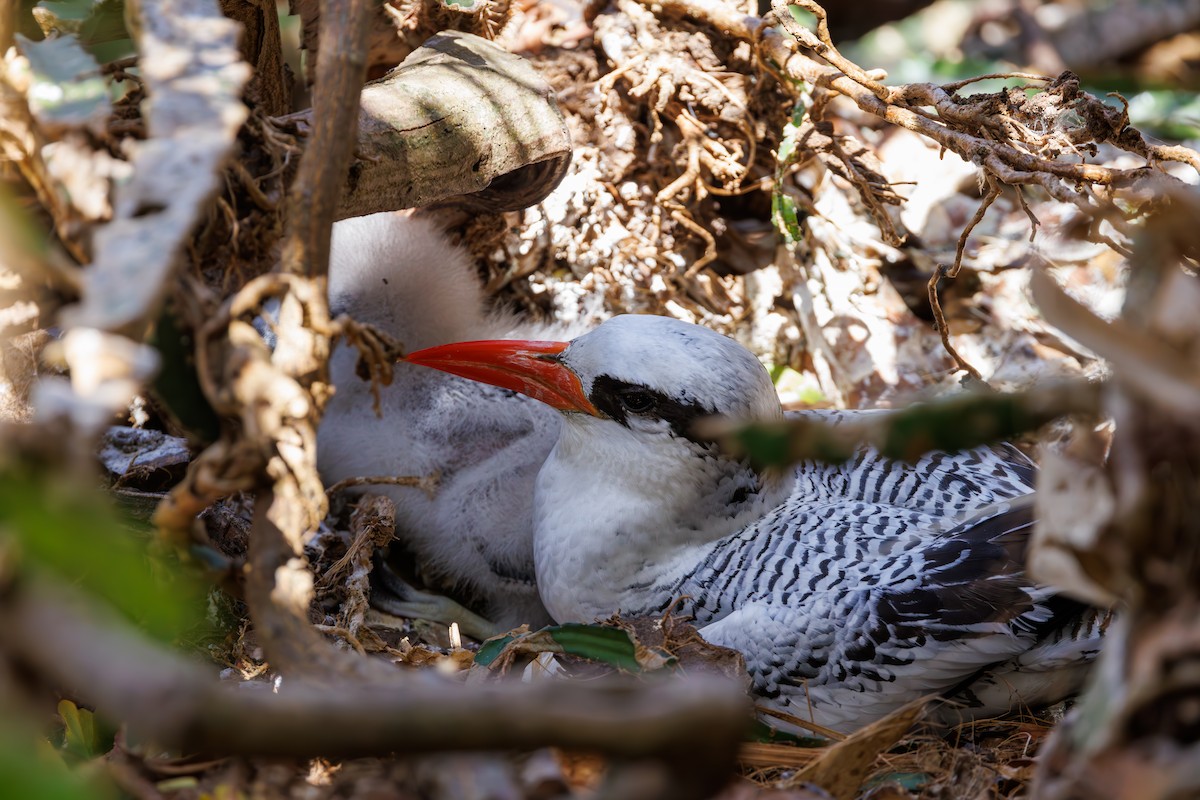 Red-billed Tropicbird - ML623269280