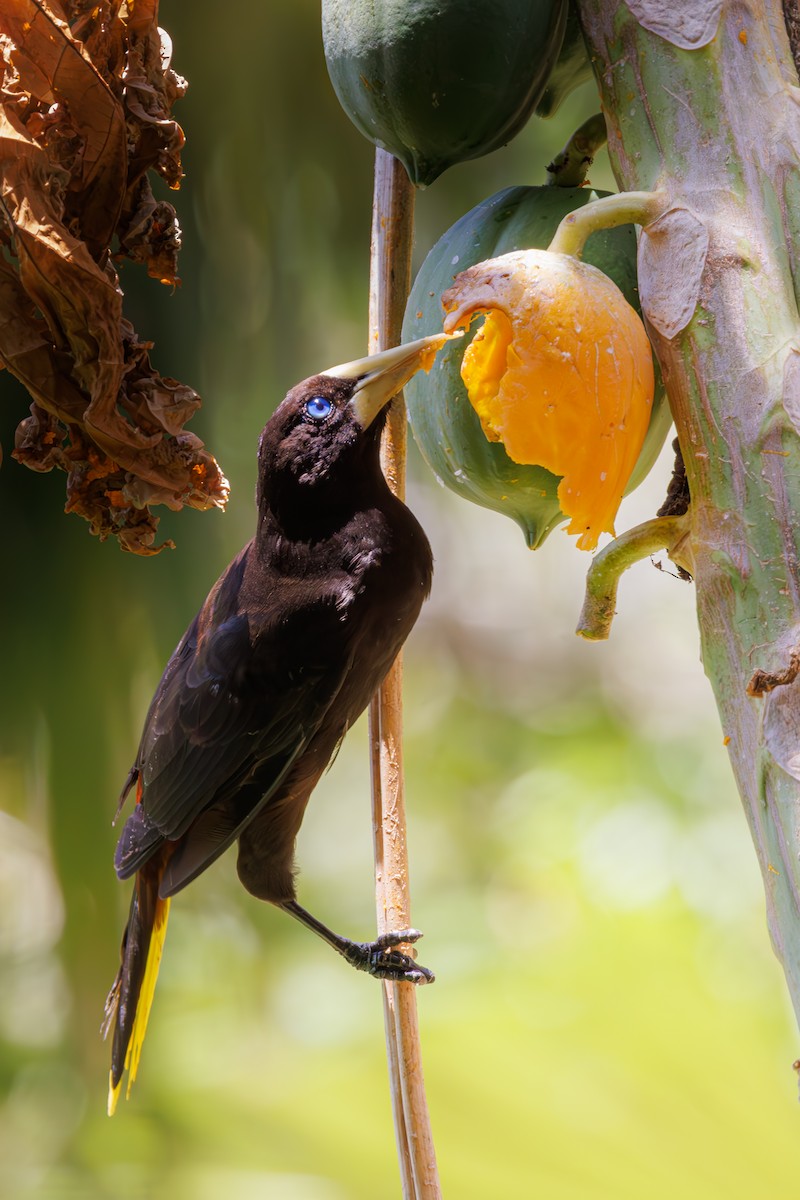 Crested Oropendola - Niraj  Jobanputra