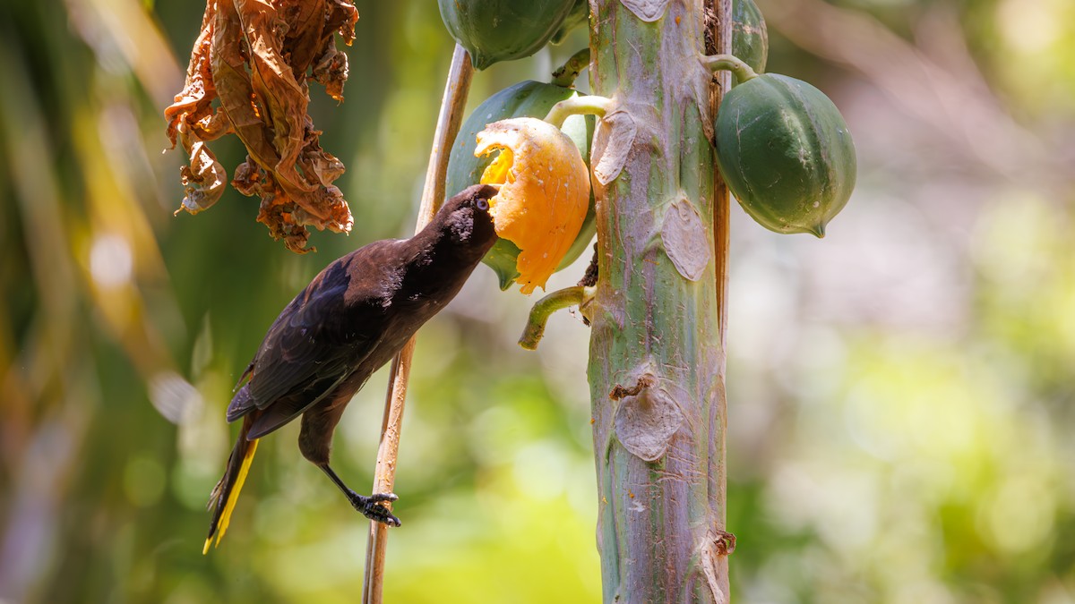 Crested Oropendola - ML623269292