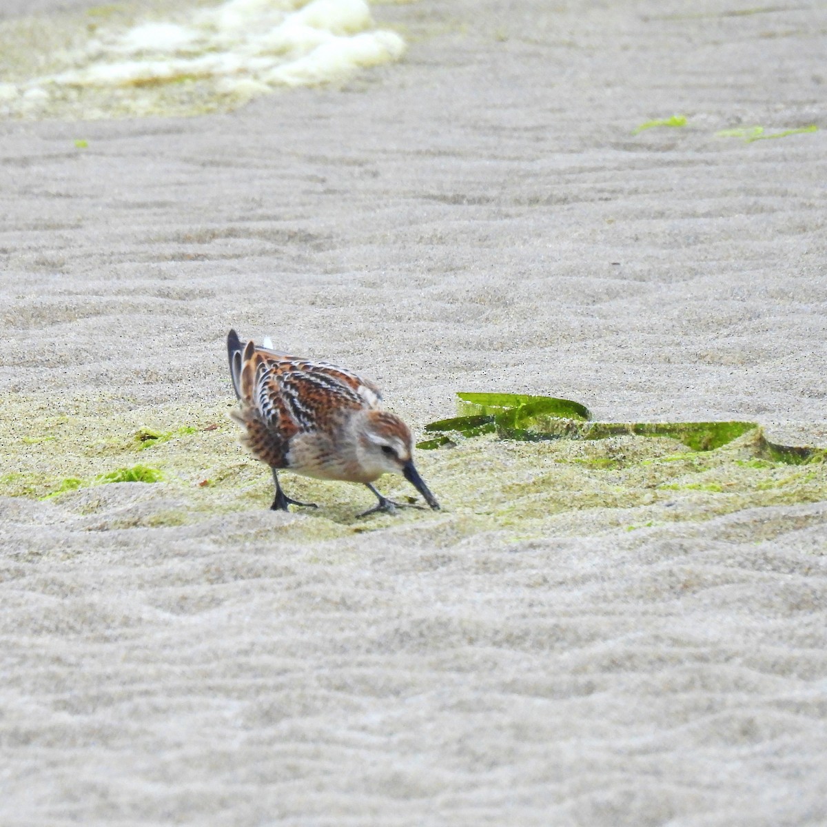 Western Sandpiper - ML623269293