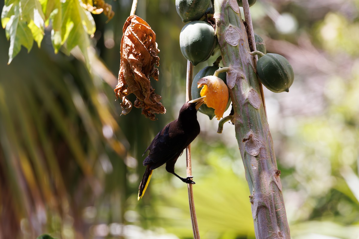 Crested Oropendola - ML623269298