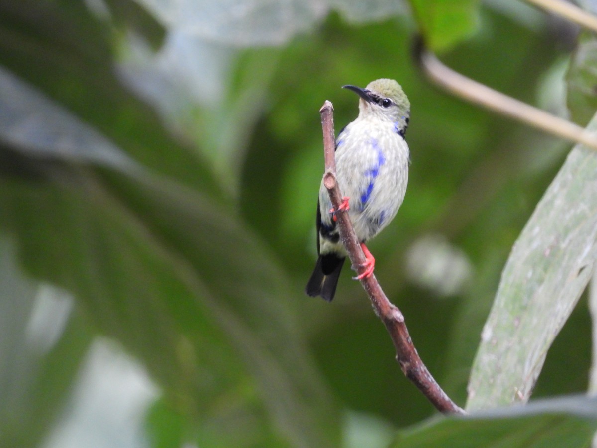 Red-legged Honeycreeper - ML623269306