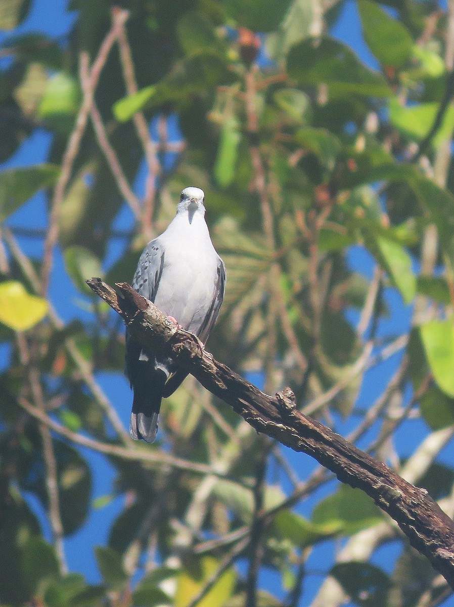 Blue Ground Dove - ML623269311
