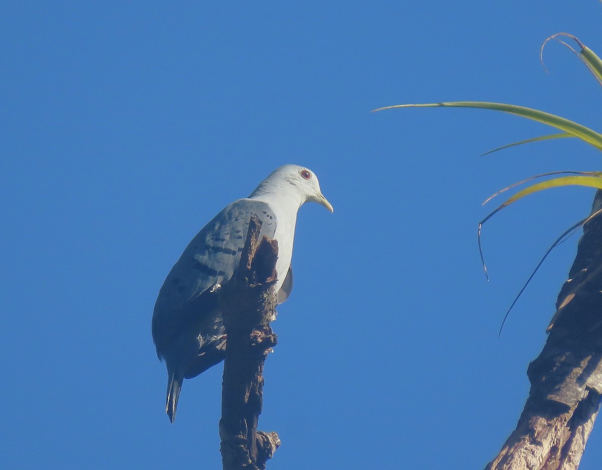 Blue Ground Dove - ML623269312