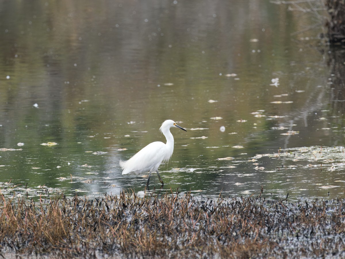 Snowy Egret - ML623269329