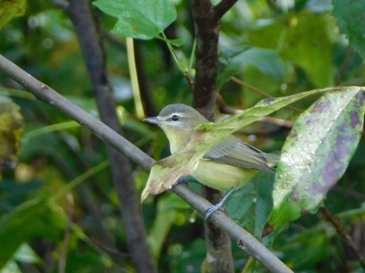 Philadelphia Vireo - ML623269358