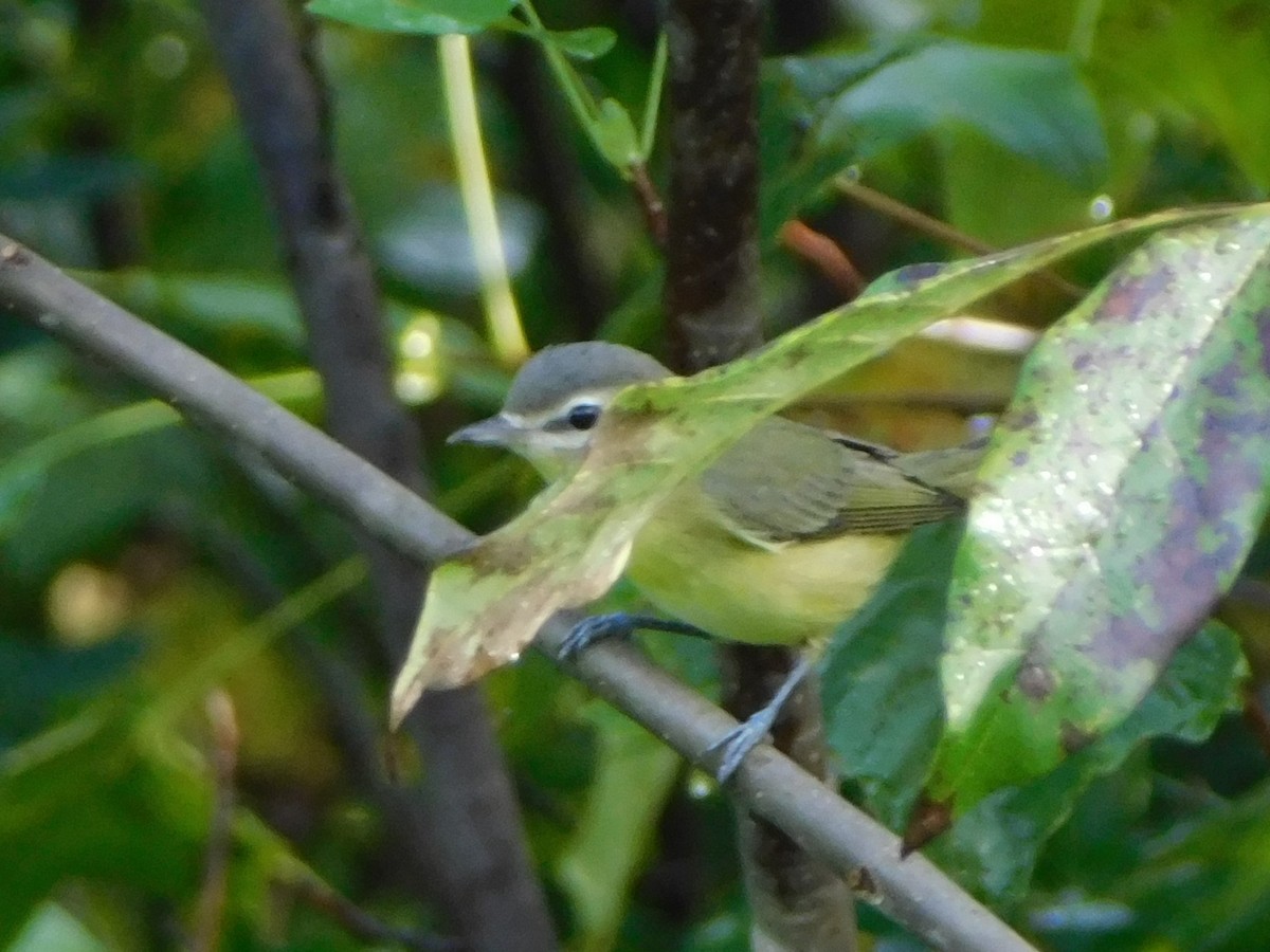 Philadelphia Vireo - ML623269362