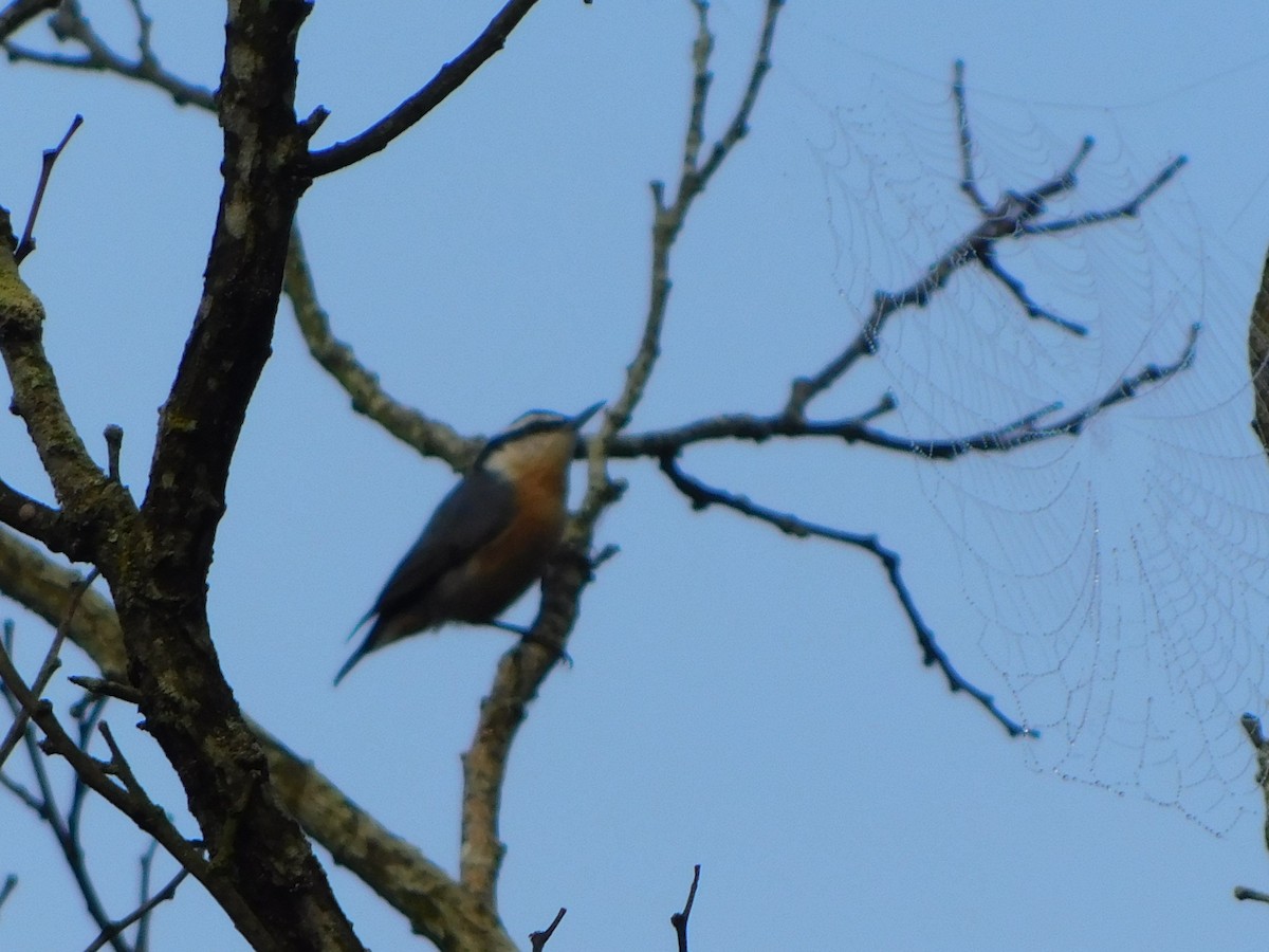 Red-breasted Nuthatch - ML623269369