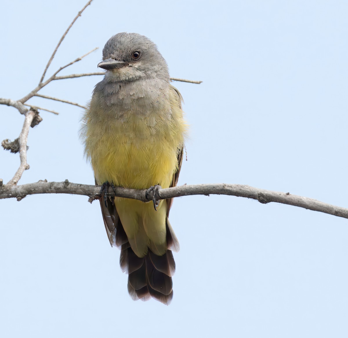 Western Kingbird - ML623269388