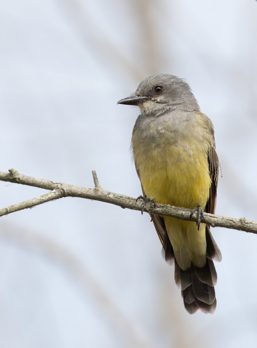 Western Kingbird - ML623269389