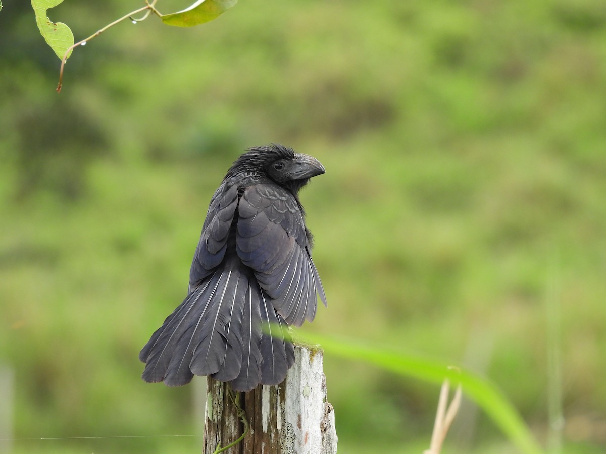 Groove-billed Ani - ML623269446