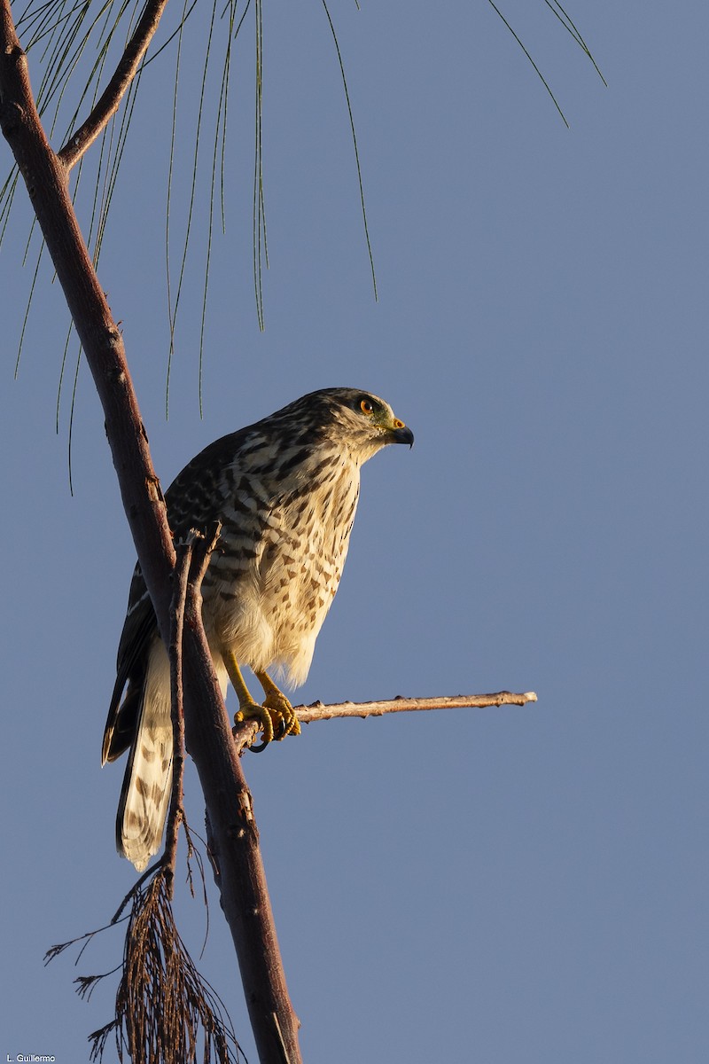 Roadside Hawk - ML623269463