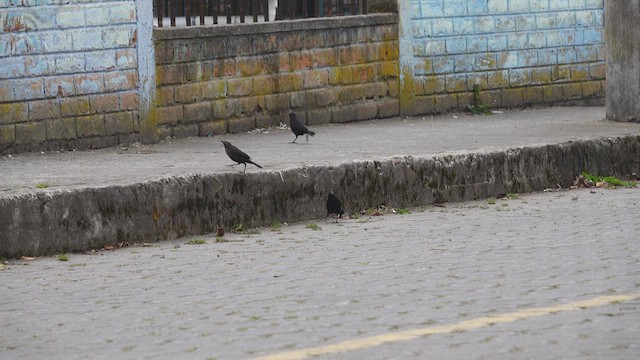 Carib Grackle - ML623269471