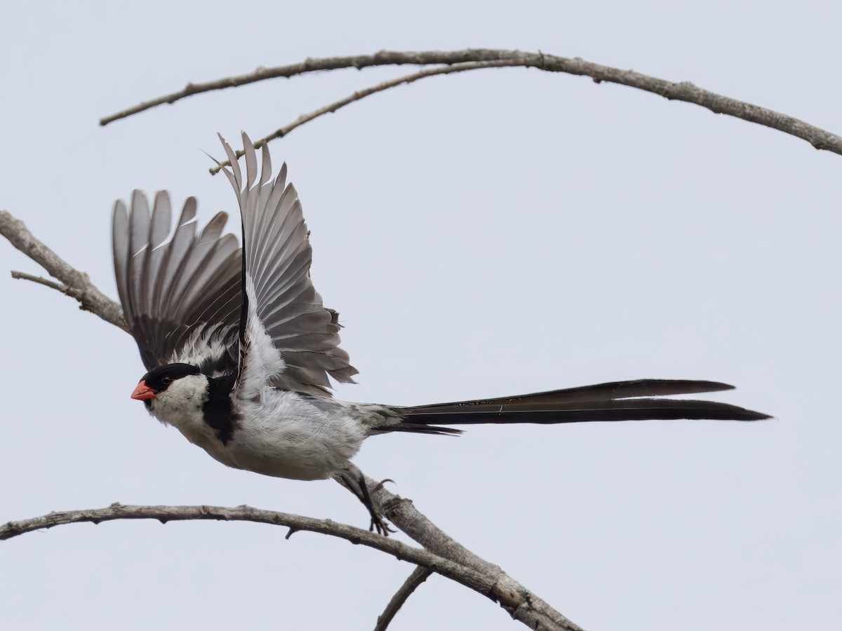 Pin-tailed Whydah - ML623269477