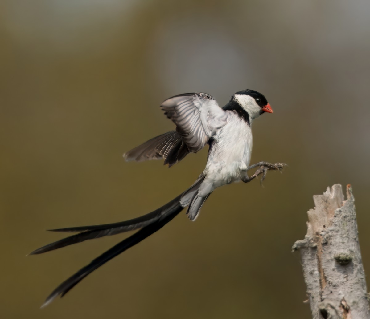 Pin-tailed Whydah - ML623269479