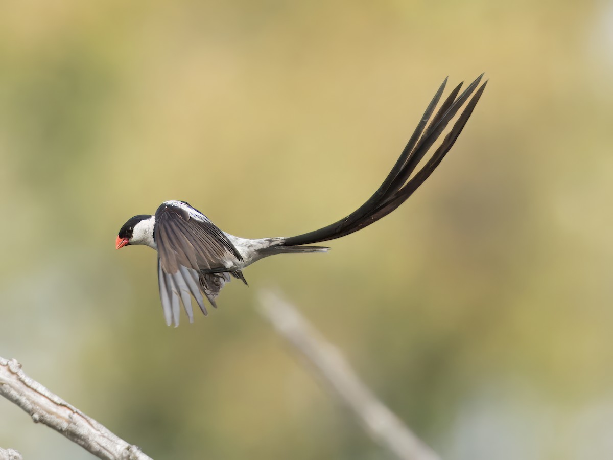 Pin-tailed Whydah - ML623269480