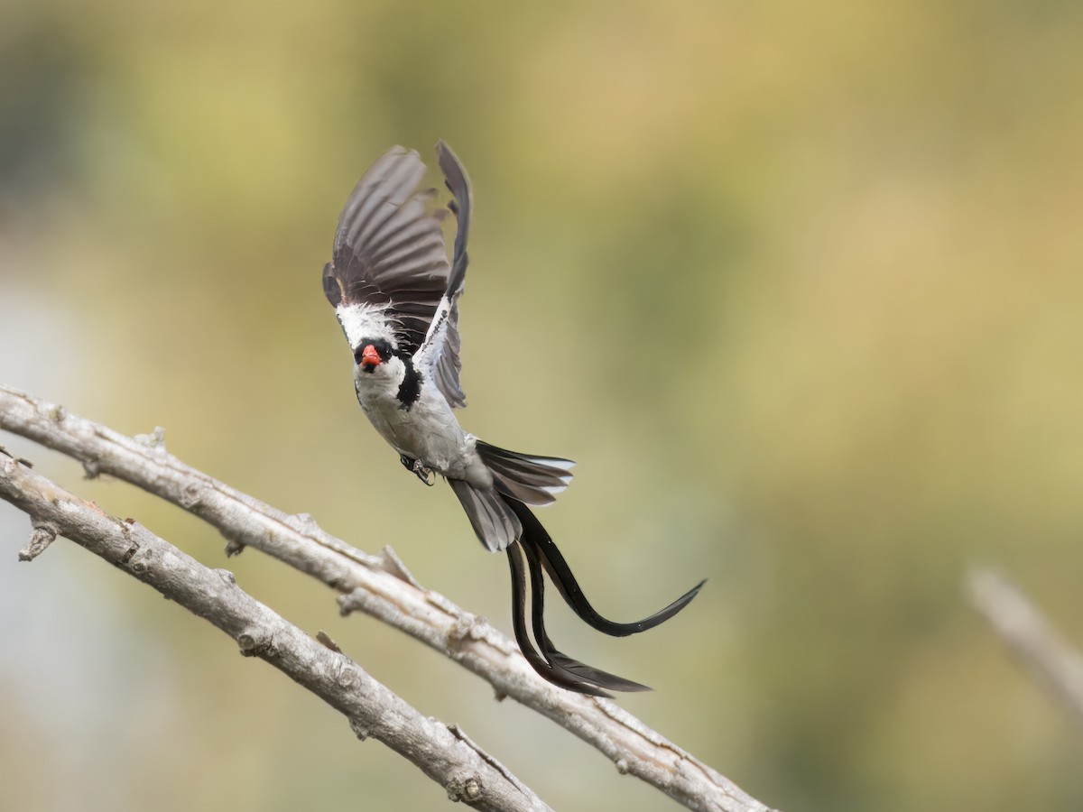 Pin-tailed Whydah - ML623269481