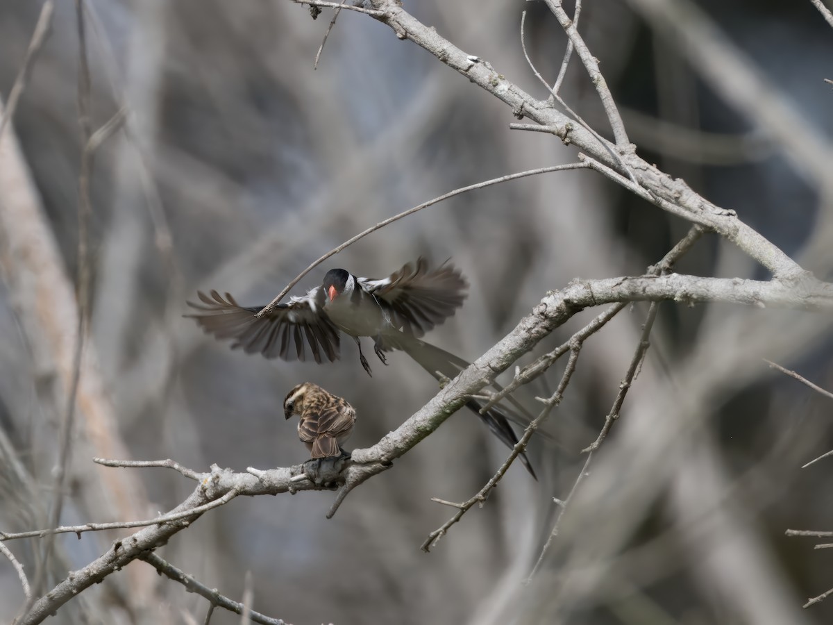 Pin-tailed Whydah - ML623269483