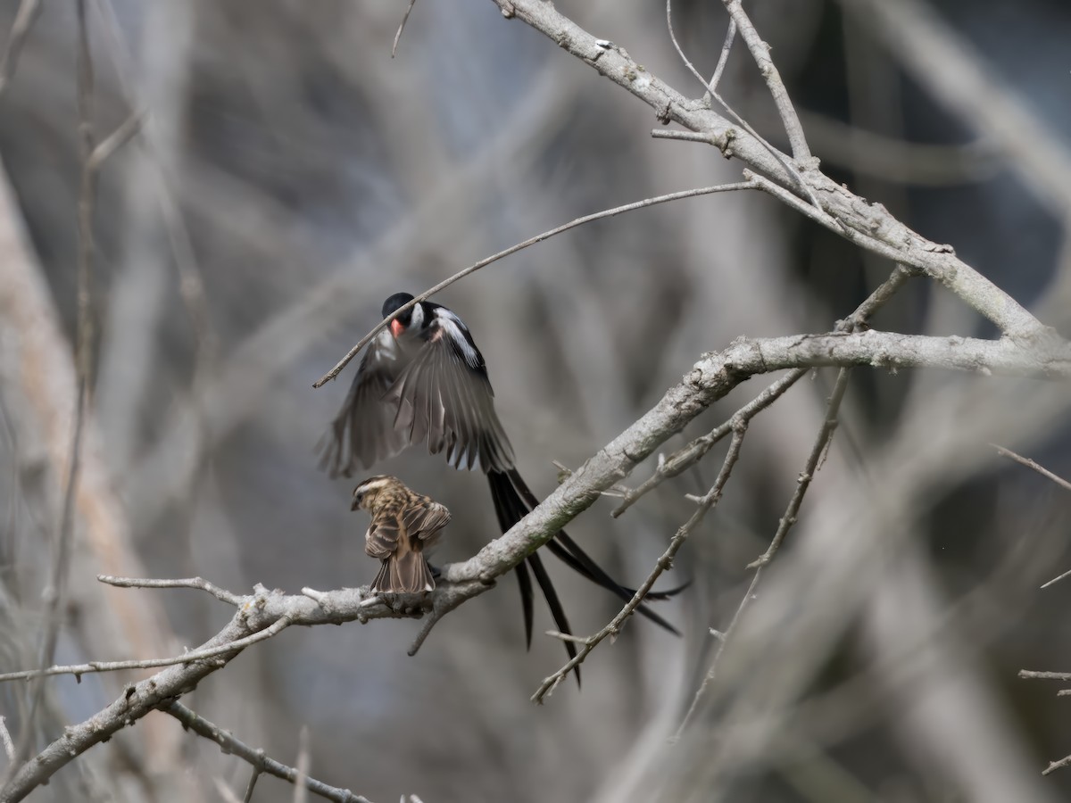 Pin-tailed Whydah - ML623269484