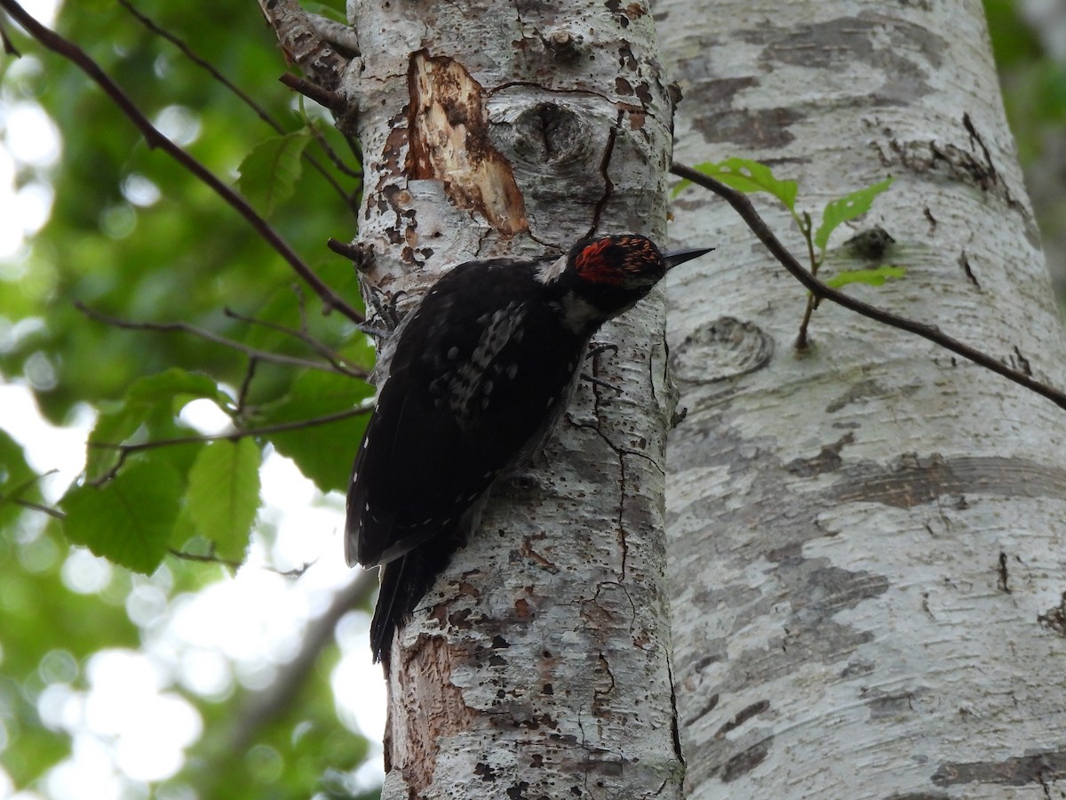 Hairy Woodpecker - ML623269520