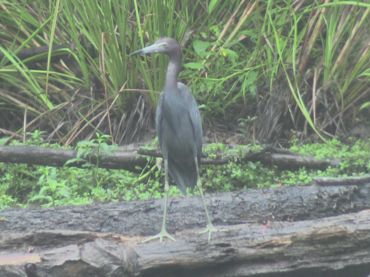 Little Blue Heron - ML623269530