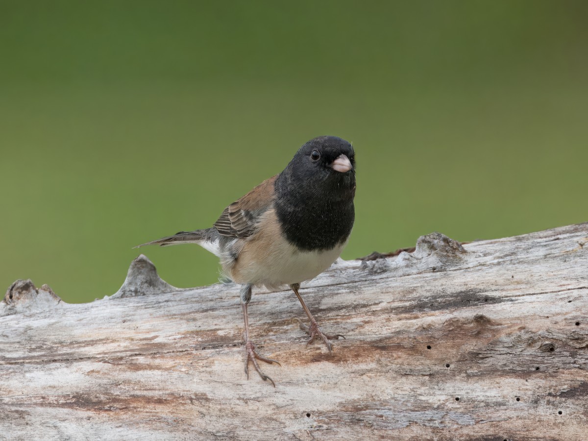 Dark-eyed Junco - ML623269531