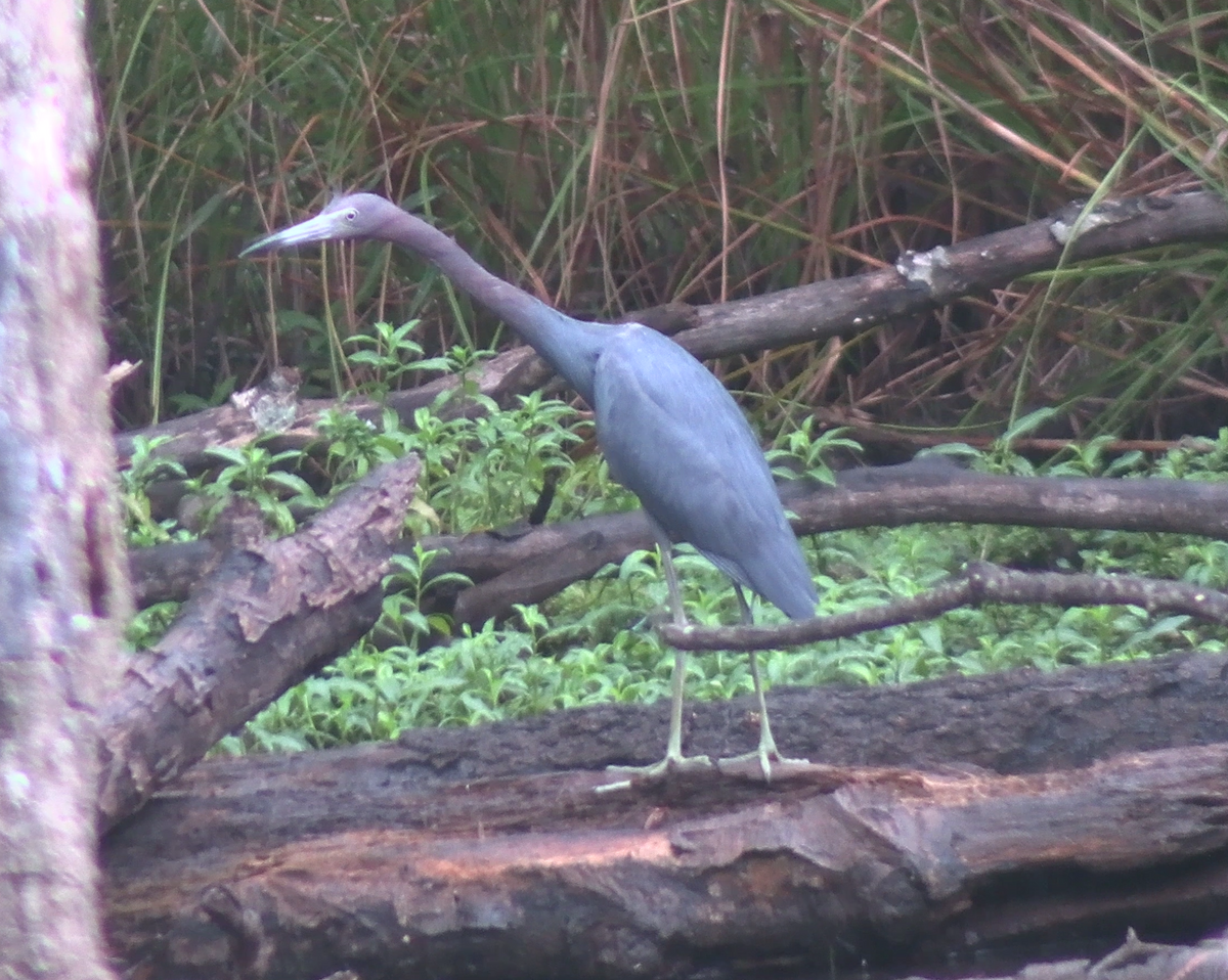 Little Blue Heron - ML623269532