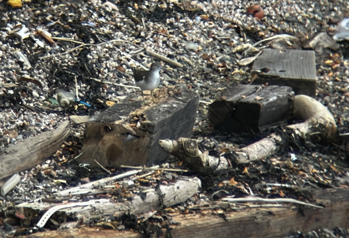 Spotted Sandpiper - ML623269534