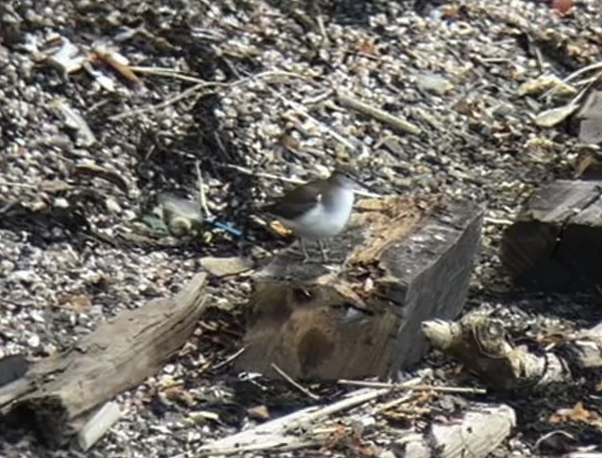 Spotted Sandpiper - ML623269535