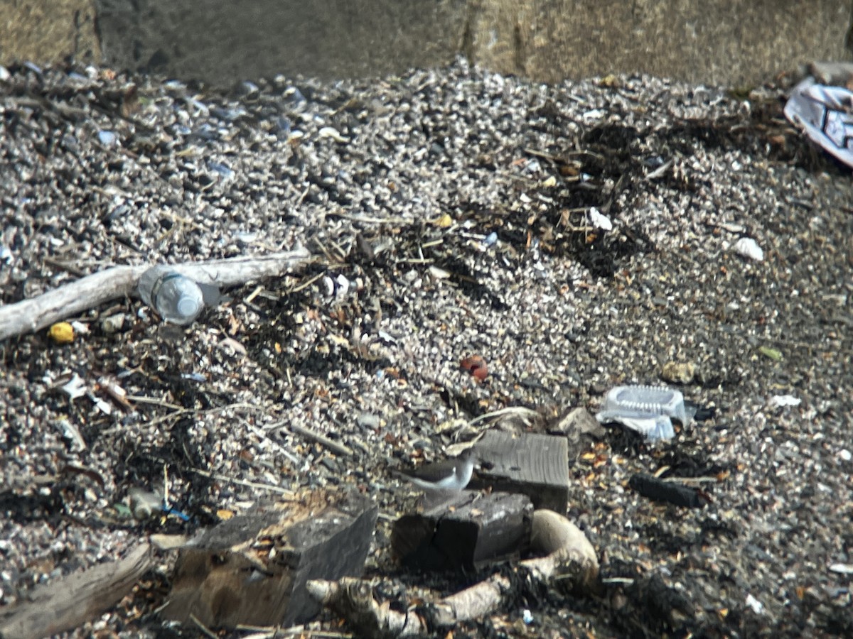 Spotted Sandpiper - ML623269537