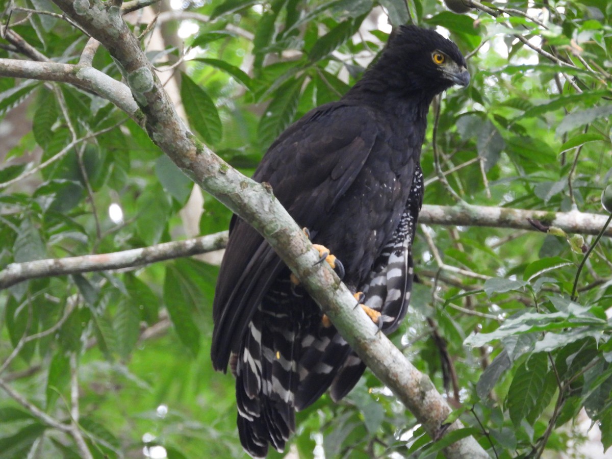 Águila Negra - ML623269541