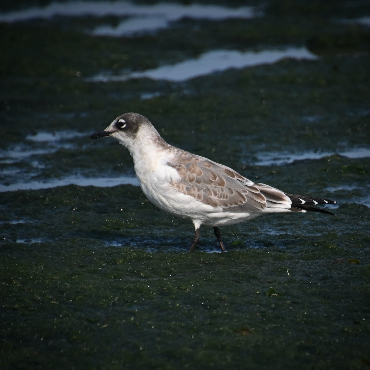 Franklin's Gull - ML623269543