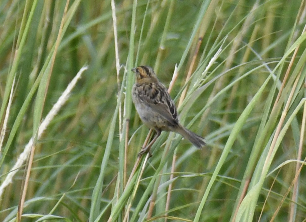 Saltmarsh Sparrow - ML623269544