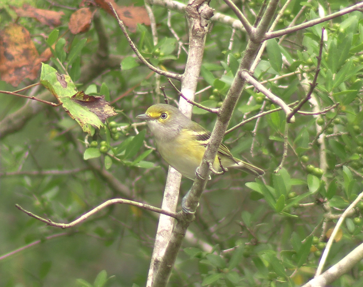 White-eyed Vireo - ML623269548