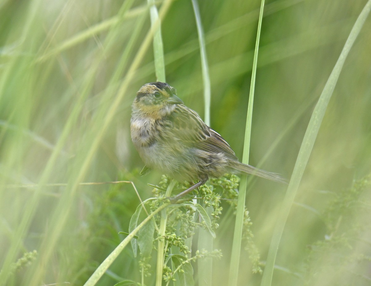 Saltmarsh Sparrow - ML623269560