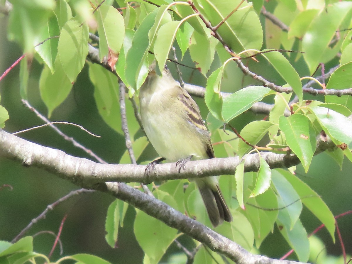 Willow Flycatcher (Eastern) - ML623269576