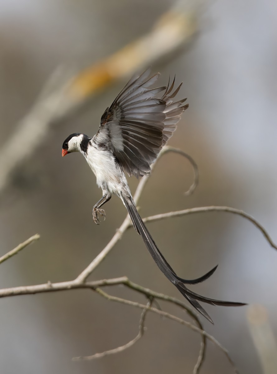 Pin-tailed Whydah - ML623269632