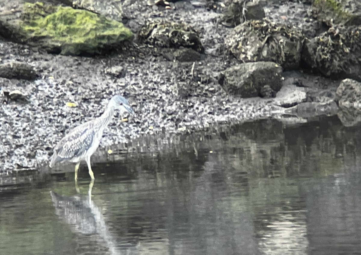 Yellow-crowned Night Heron - B. Watcher