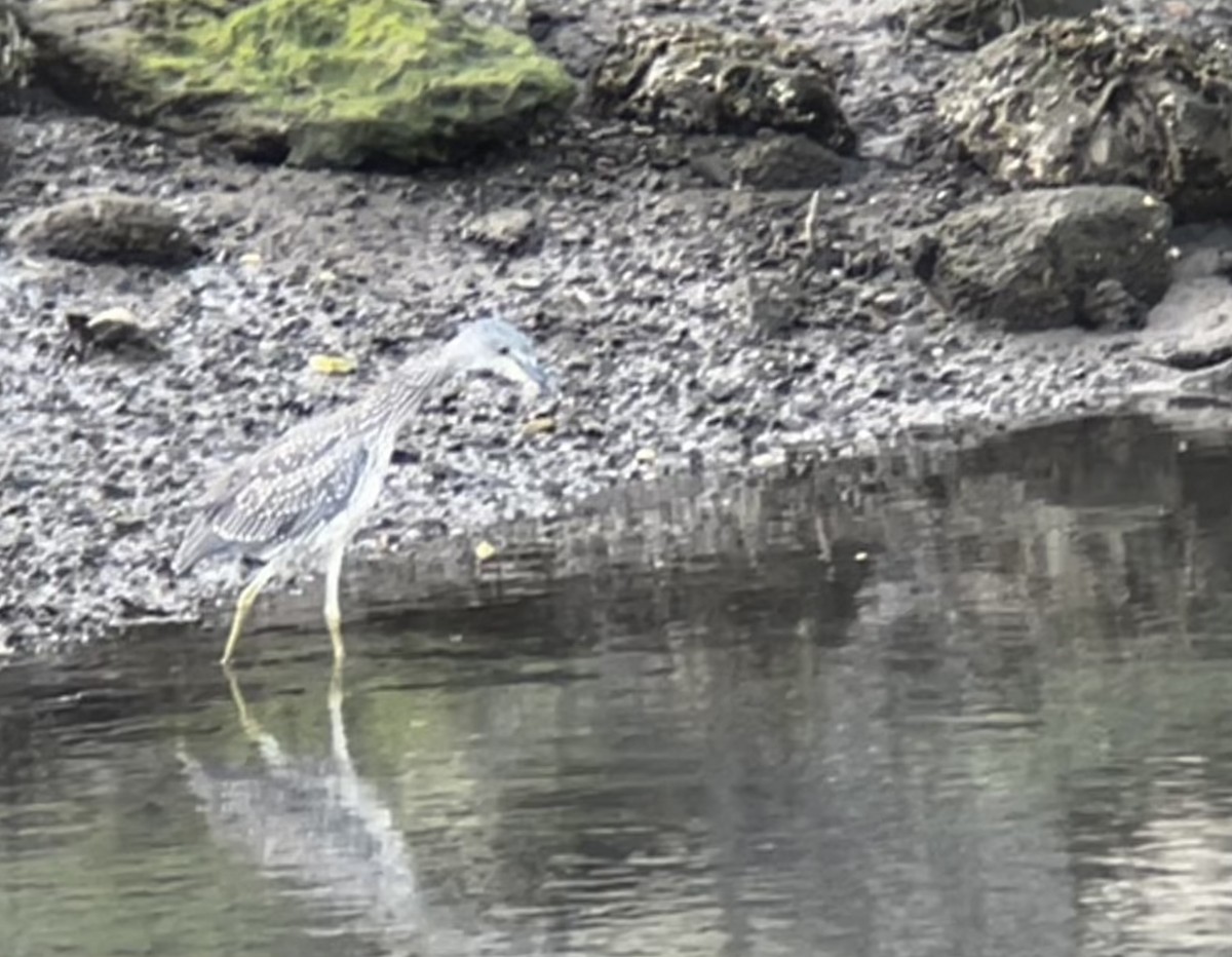 Yellow-crowned Night Heron - ML623269651