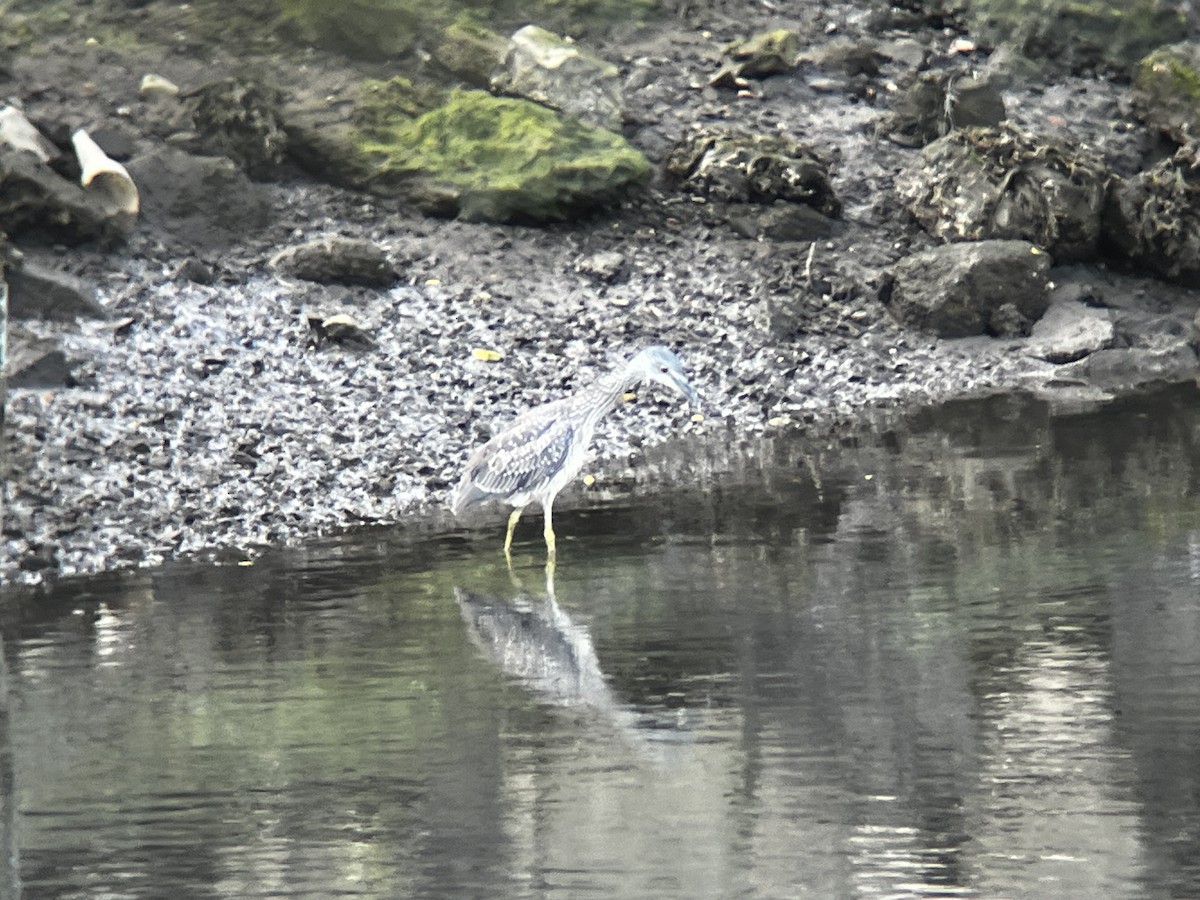 Yellow-crowned Night Heron - ML623269652