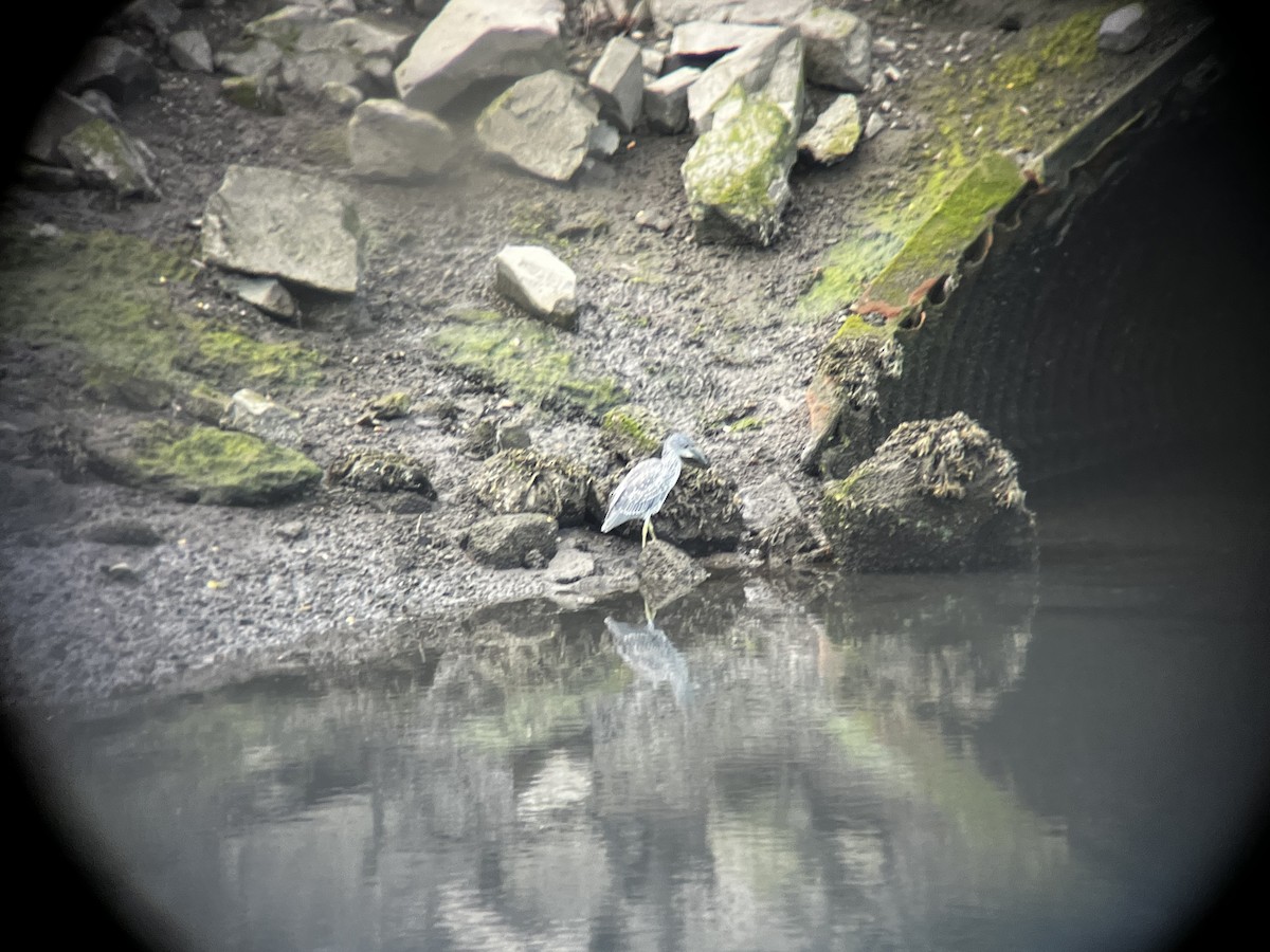 Yellow-crowned Night Heron - ML623269653