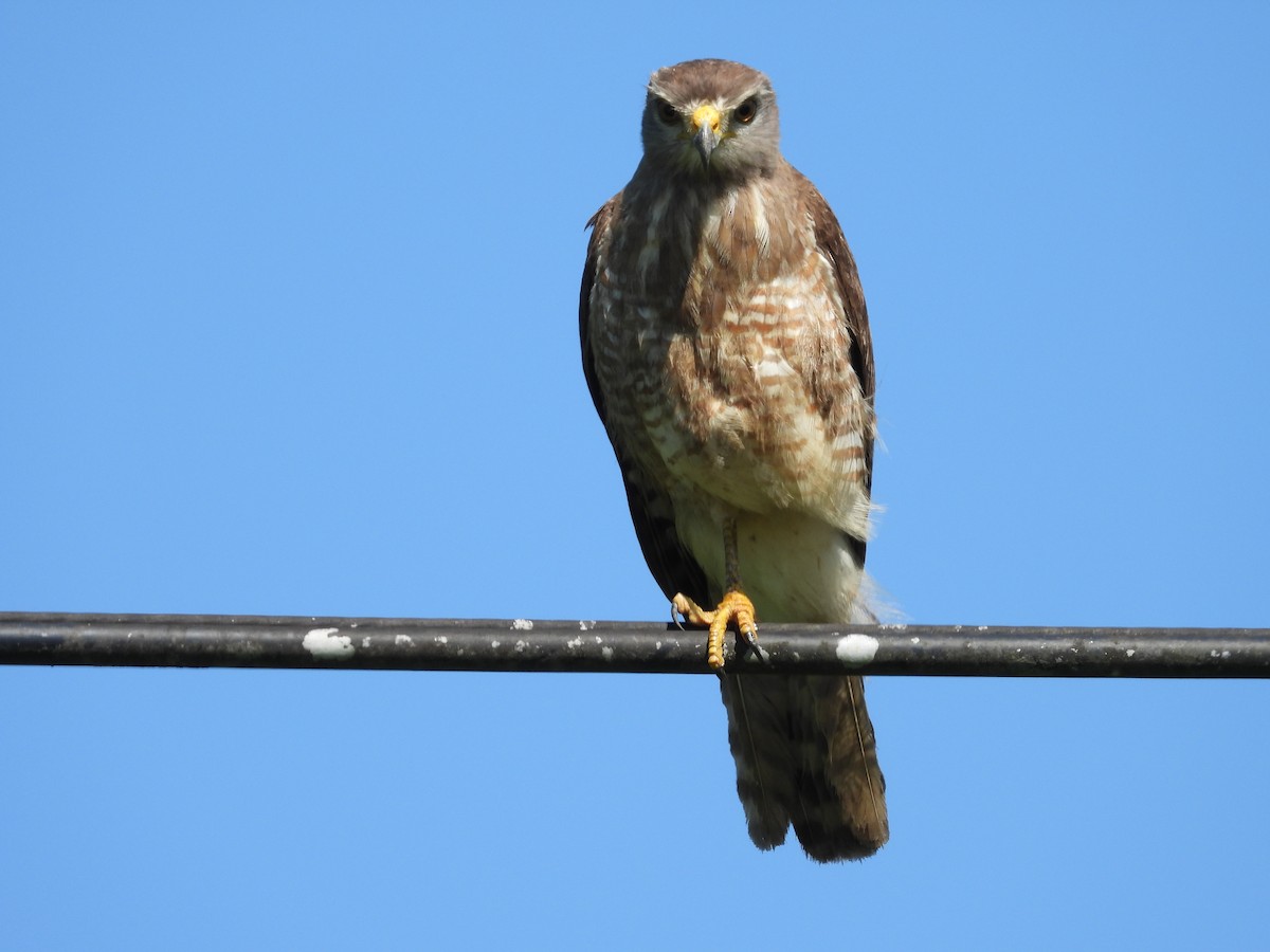 Roadside Hawk - ML623269668