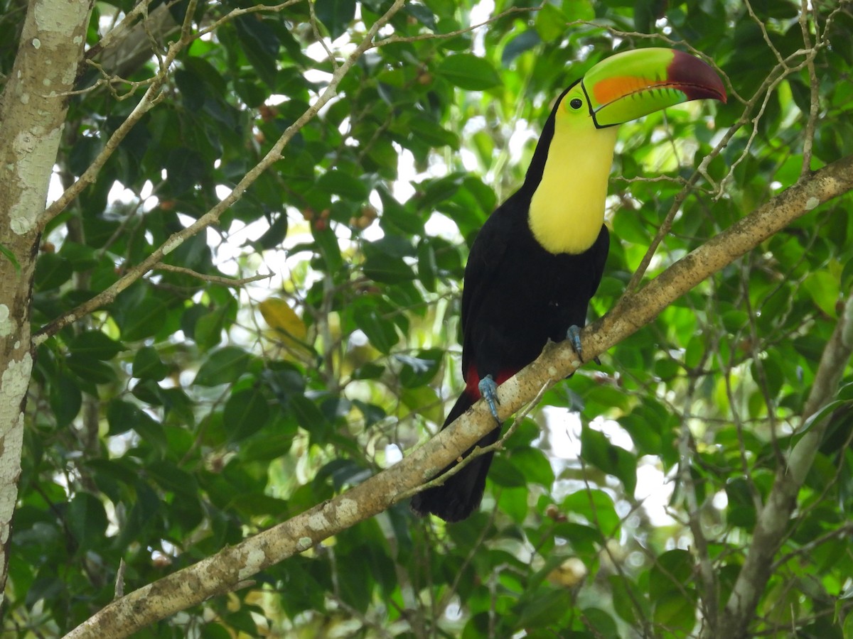 Keel-billed Toucan - ML623269725