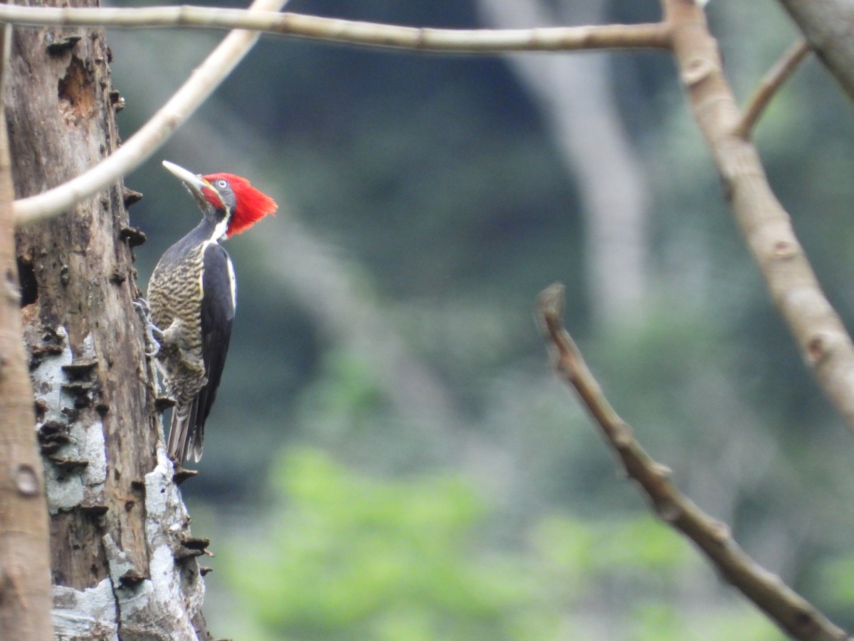 Lineated Woodpecker - ML623269763