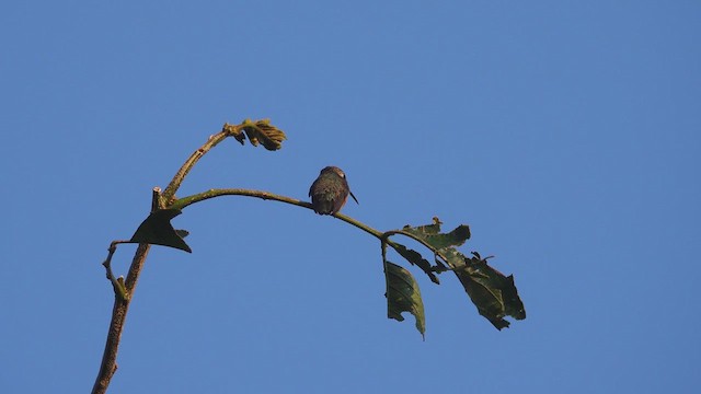 White-bellied Woodstar - ML623269774