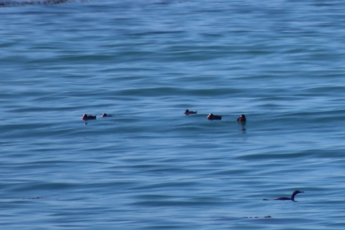 Surf Scoter - Elliot Wallis