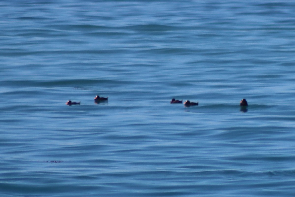 Surf Scoter - Elliot Wallis