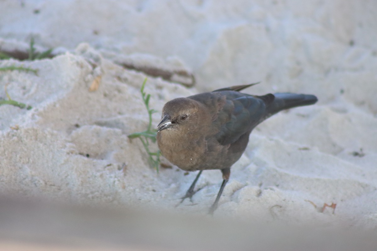 Brewer's Blackbird - ML623269793